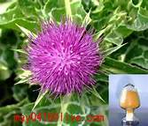 China Milk Thistle Extract - China Supplier
