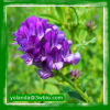 China Alfalfa Extract - China Supplier