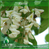 China Sophora japonica Extract Rutin - China Supplier China Sophora japonica Extract Rutin - China Supplier