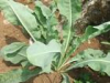 China Indigowoad Leaf Extract - China Supplier China Indigowoad Leaf Extract - China Supplier