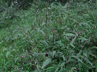 China Common Achyranthes Extract - China Supplier