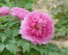China Tree Peony Root-bark Extract - China Supplier China Tree Peony Root-bark Extract - China Supplier