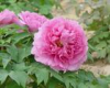 China Tree Peony Root-bark Extract - China Supplier China Tree Peony Root-bark Extract - China Supplier