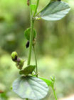 China Psoralea corylifolia L. P.E. - China Supplier China Psoralea corylifolia L. P.E. - China Supplier