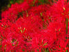 China Safflower Extract - China Supplier China Safflower Extract - China Supplier