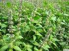 China Fineleaf Schizonepeta Herb Extract - China Supplier China Fineleaf Schizonepeta Herb Extract - China Supplier