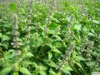 China Fineleaf Schizonepeta Herb Extract - China Supplier China Fineleaf Schizonepeta Herb Extract - China Supplier