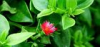 China Common Andrographis Herb Extract - China Supplier China Common Andrographis Herb Extract - China Supplier