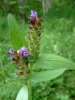 China Common Selfheal Spike Extract - China Supplier China Common Selfheal Spike Extract - China Supplier