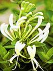 China Honeysuckle concrete - China Supplier
