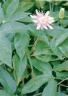 China Decumbent Bugle Herb - China Supplier