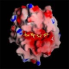 China Cellulase - China Supplier China Cellulase - China Supplier