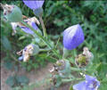 China Balloonflower Extract - China Supplier