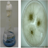 China Fungal Amylase - China Supplier
