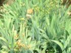 China Blackberrglily Rhizome Extract - China Supplier China Blackberrglily Rhizome Extract - China Supplier