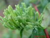 China Chinese Goldthread Rhizome Extract - China Supplier China Chinese Goldthread Rhizome Extract - China Supplier