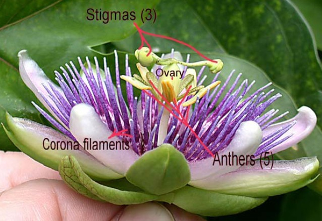 China Passion Flower Extract - China Supplier