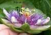 China Passion Flower Extract - China Supplier