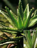China Aloe P.E - China Supplier China Aloe P.E - China Supplier