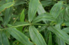 China Siberian Solomonseal Rhizome Extract - China Supplier China Siberian Solomonseal Rhizome Extract - China Supplier