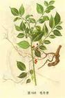 China RadixIlicisPubescentis Extract - China Supplier China RadixIlicisPubescentis Extract - China Supplier
