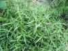 China Spreading Hedyotis Herb Extract - China Supplier China Spreading Hedyotis Herb Extract - China Supplier