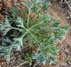 China Capillary Wormwood Herb Extract - China Supplier China Capillary Wormwood Herb Extract - China Supplier