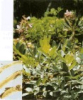 China Densefruit Pitany Root-bark Extract - China Supplier China Densefruit Pitany Root-bark Extract - China Supplier