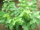 China Divaricate Saposhnikovia Extract - China Supplier China Divaricate Saposhnikovia Extract - China Supplier