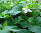 China Heartleaf Houttuynia Herb - China Supplier China Heartleaf Houttuynia Herb - China Supplier
