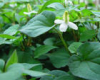 China Heartleaf Houttuynia Herb - China Supplier China Heartleaf Houttuynia Herb - China Supplier