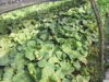 China Manchurian Wildginger Herb - China Supplier China Manchurian Wildginger Herb - China Supplier