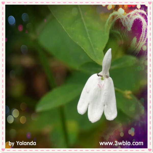 China Agrimony Extract - China Supplier