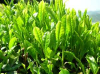 China Green Tea Extract - China Supplier