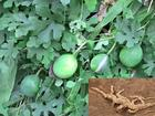 China Snakegourd Root Extract - China Supplier China Snakegourd Root Extract - China Supplier