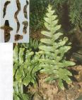 China Fortune'SDrynariaRhizome Extract - China Supplier China Fortune'SDrynariaRhizome Extract - China Supplier