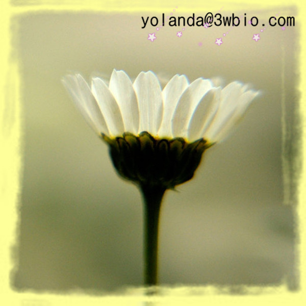 China Feverfew Extract - China Supplier
