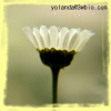 China Feverfew Extract - China Supplier