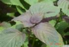 China Perilla Leaf Extract - China Supplier China Perilla Leaf Extract - China Supplier