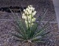 China Pyreyhrum Extract - China Supplier China Pyreyhrum Extract - China Supplier