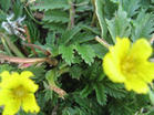 China Potentilla anserina L.Extract - China Supplier