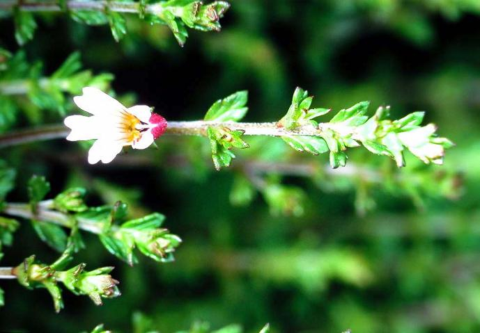 China Eyebright Extract - China Supplier