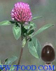 China Red clover extract - China Supplier China Red clover extract - China Supplier