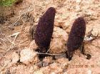 China Songaria Cynomorium Herb Extract - China Supplier China Songaria Cynomorium Herb Extract - China Supplier