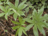 China Pinellia Tuber Extract - China Supplier China Pinellia Tuber Extract - China Supplier