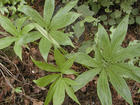 China Pinellia Tuber Extract - China Supplier