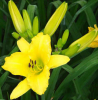 China Meadowsweet Extract - China Supplier
