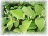 China Resveratrol - China Supplier China Resveratrol - China Supplier