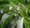 China Rhamnose - China Supplier China Rhamnose - China Supplier