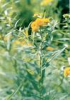 China Goldenrod Extract - China Supplier China Goldenrod Extract - China Supplier